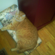 Image for article titled Caturday Night Special: Reader Kitties Are Surly & Sweet